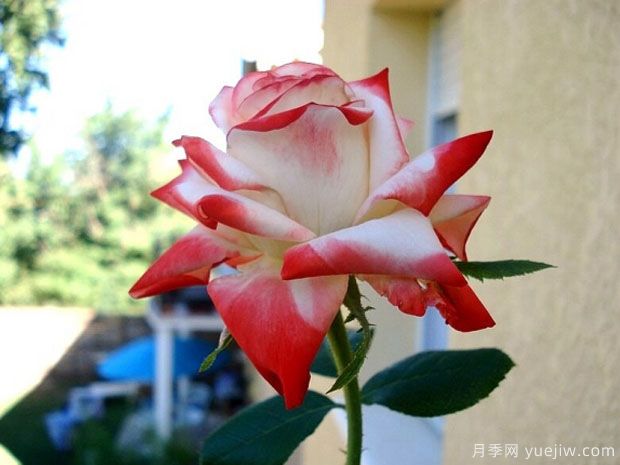 法拉皇后月季(图3) 法拉皇后月季(图3)