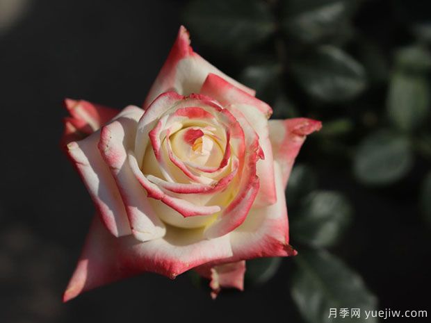 法拉皇后月季(图1) 法拉皇后月季(图1)