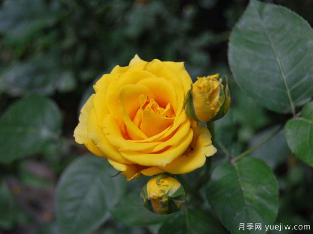 金枝玉叶月季(图2) 金枝玉叶月季(图2)