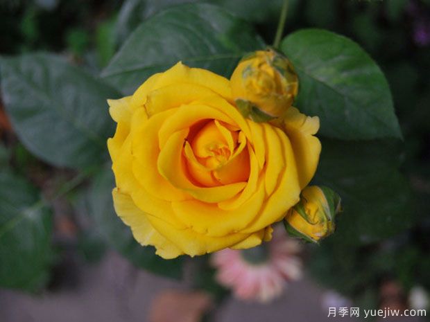 金枝玉叶月季(图1) 金枝玉叶月季(图1)