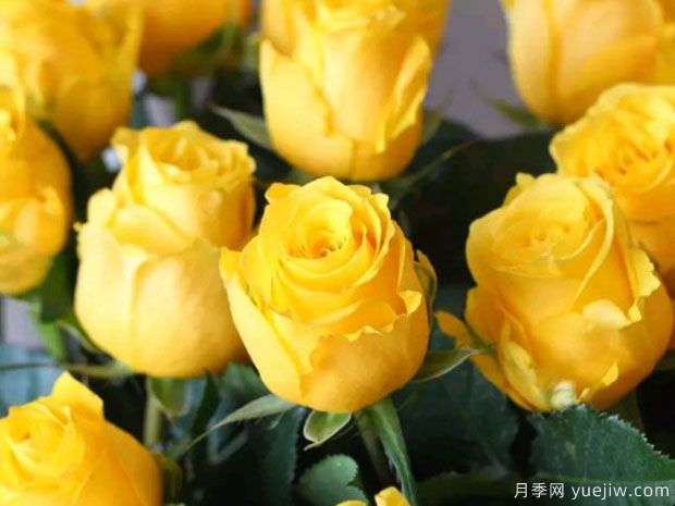 金枝玉叶月季(图3) 金枝玉叶月季(图3)