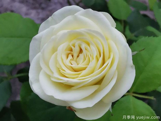 奶绿色的奶油龙沙,像一颗颗奶油蛋糕(图1) 奶绿色的奶油龙沙,像一颗颗奶油蛋糕(图1)