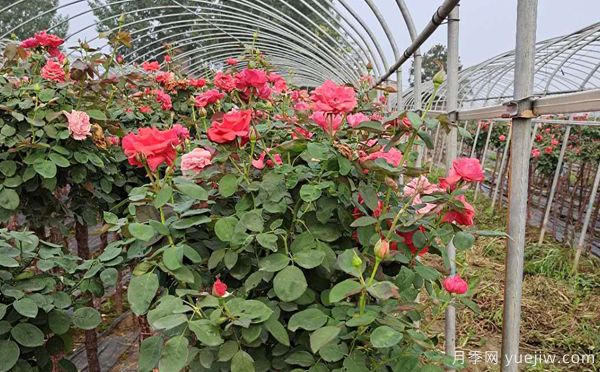 安徽小月季花苗,如何管理会长得刚好呢?(图1) 安徽小月季花苗,如何管理会长得刚好呢?(图1)