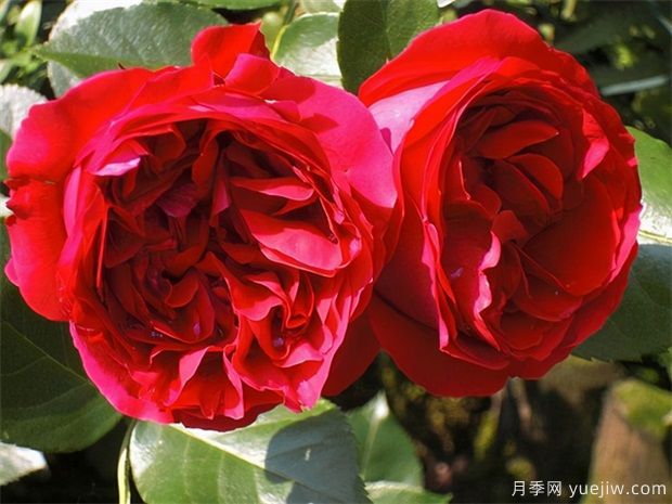 红龙!莫奈!真宙!月季界的耐热三宝(图1) 红龙!莫奈!真宙!月季界的耐热三宝(图1)