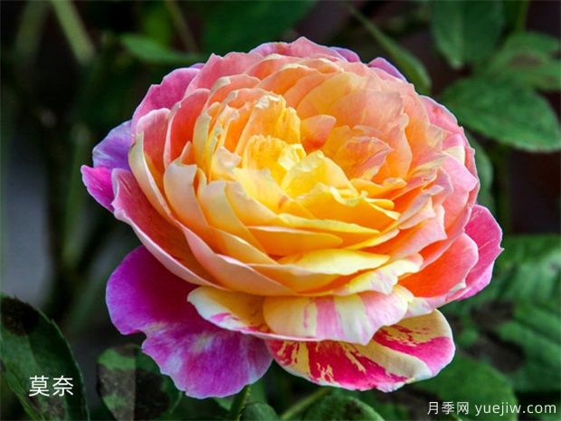 红龙!莫奈!真宙!月季界的耐热三宝(图2) 红龙!莫奈!真宙!月季界的耐热三宝(图2)