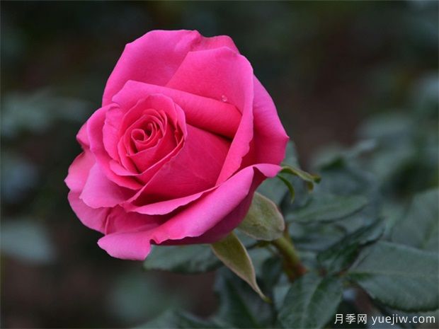 玫瑰与现代月季有别(图1) 玫瑰与现代月季有别(图1)