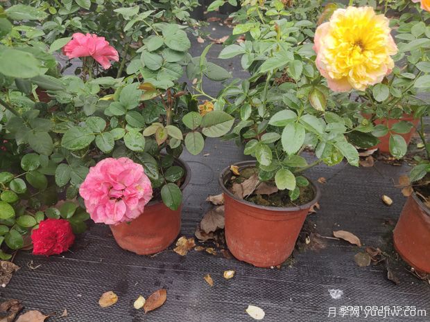 夏季南阳盆栽月季移栽、换盆及缓苗攻略！(图1)