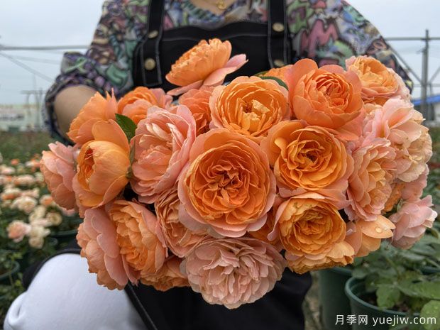 推荐5个超级勤花月季品种,季季有花赏(图1) 推荐5个超级勤花月季品种,季季有花赏(图1)