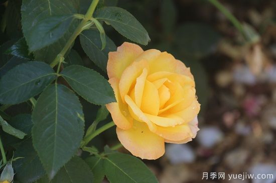 月季修剪有舍才有得，月季该如何修剪(图1)