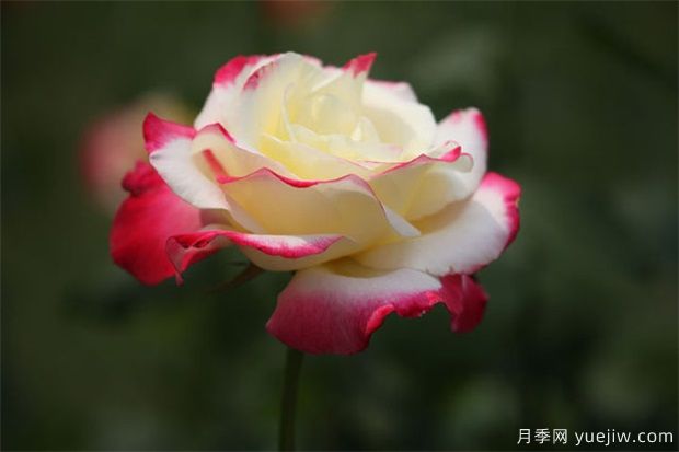 月季的文化和花语(图1) 月季的文化和花语(图1)