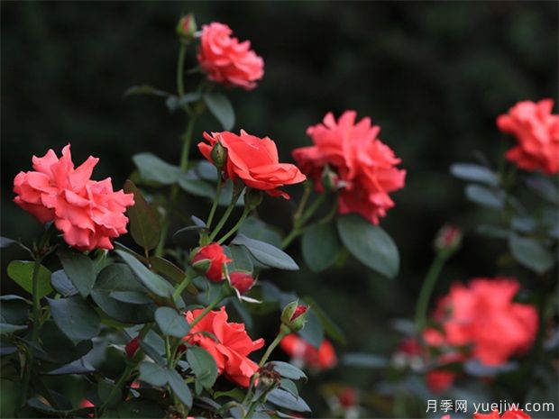 月季花茶的功效与作用(图1) 月季花茶的功效与作用(图1)