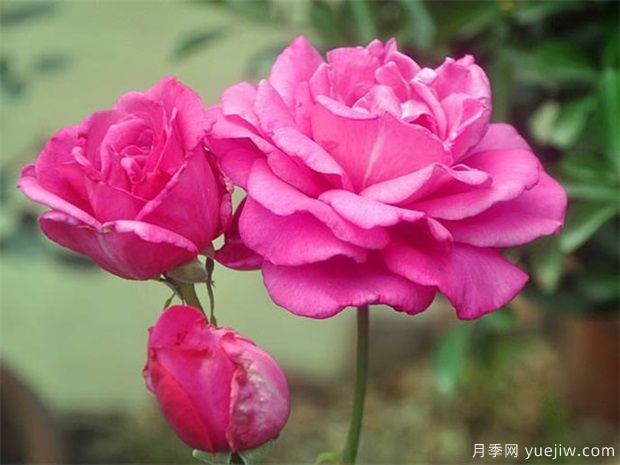 月季有哪些价值？(图1)