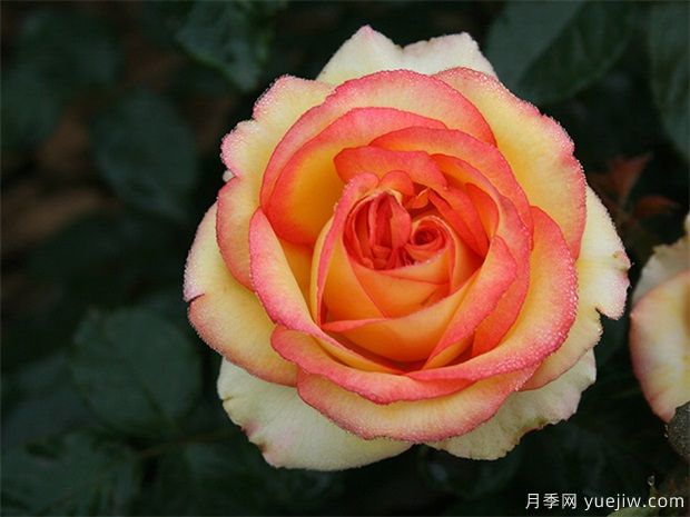 超级月季品种有哪些?(图1) 超级月季品种有哪些?(图1)