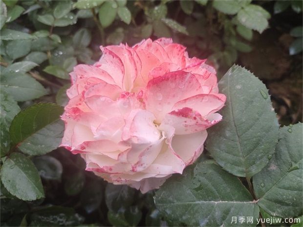 月季花田如何除草?(图1) 月季花田如何除草?(图1)