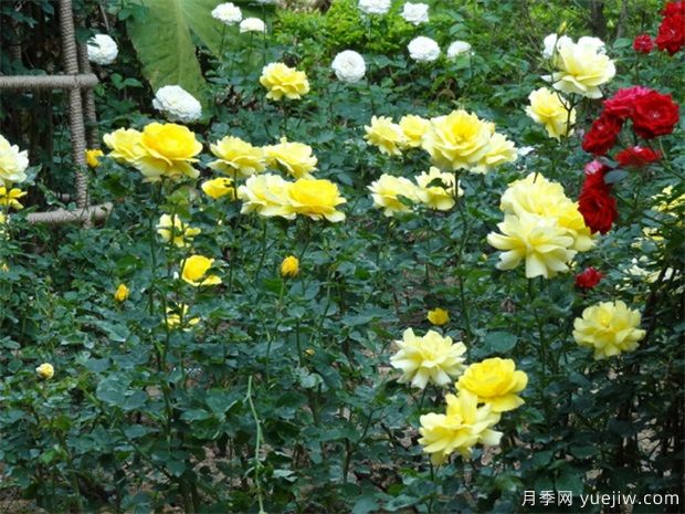 多雨季节绿化苗木农药使用指南(图1)