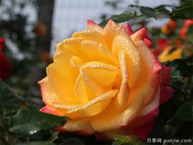 如何选择适合自已的月季品种？(图1)