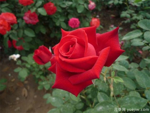 红帽子月季栽培移植管理(图1) 红帽子月季栽培移植管理(图1)