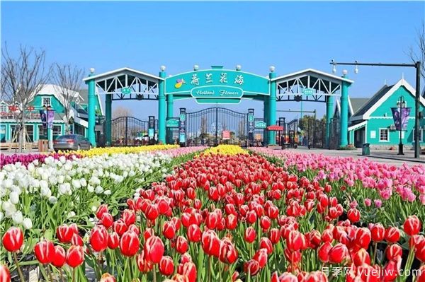 盐城荷兰花海,离荷兰美丽的花卉很近(图2) 盐城荷兰花海,离荷兰美丽的花卉很近(图2)