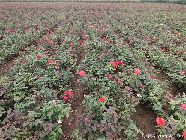 做好3点，秋季绿化苗木养护要趁早(图1)