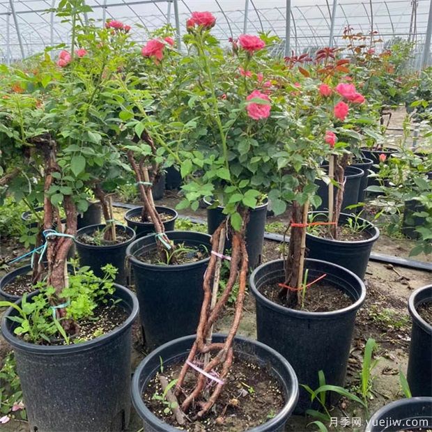 盆景花木常用树种及习性介绍(图1)