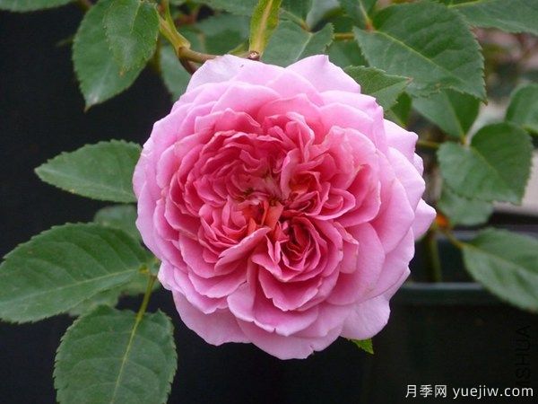 法国礼服月季是藤本月季吗?(图1) 法国礼服月季是藤本月季吗?(图1)