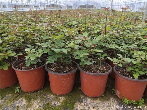 盆栽月季长势飞快,是用了激素还是另有秘密?(图2) 盆栽月季长势飞快,是用了激素还是另有秘密?(图2)