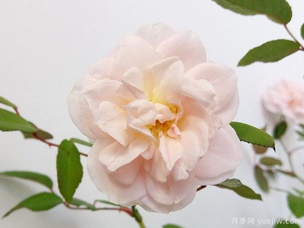 粉晕香水月季的优缺点是什么？(图1)