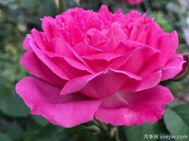 紫燕飞舞月季/四面镜月季(图4) 紫燕飞舞月季/四面镜月季(图4)