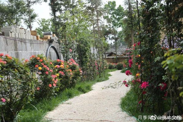 月季与美丽乡村:腾冲老寨子,花在我眼前盛开(图2) 月季与美丽乡村:保山腾冲老寨子,花在我眼前盛开(图2)