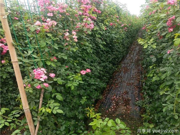 藤本月季冬季养护技巧(图1) 藤本月季冬季养护技巧(图1)