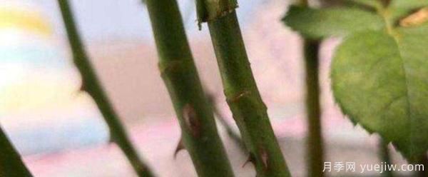 小青杆树状月季栽培如何管理？嫁接怎么做？(图1)