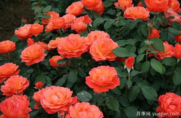 耐寒月季如何栽培管理?树状月季批发基地来告诉你(图1) 耐寒月季如何栽培管理?树状月季批发基地来告诉你(图1)