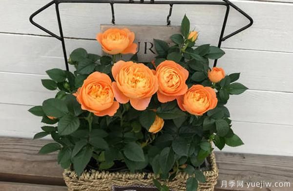 盆栽月季,选择花盆也是一种大学问,看你是否也选的一样(图1) 盆栽月季,选择花盆也是一种大学问,看你是否也选的一样(图1)