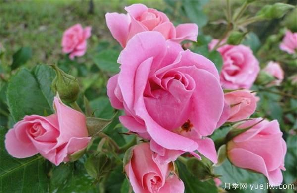 树状月季小苗根结线虫病防治分享(图1) 树状月季小苗根结线虫病防治分享(图1)