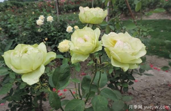 种植4公分树状月季可不可以用草木灰？(图1)