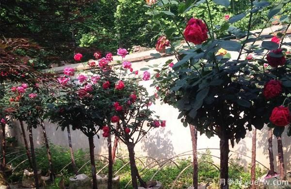 怎么判断月季缺少哪种微量元素？(图1)