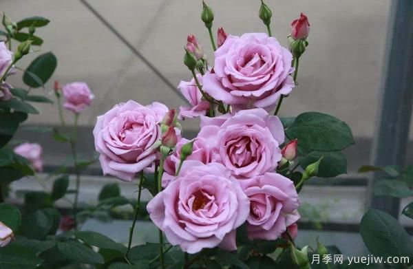 春秋季节树状月季的水分管理工作要怎样进行?(图1) 春秋季节树状月季的水分管理工作要怎样进行?(图1)