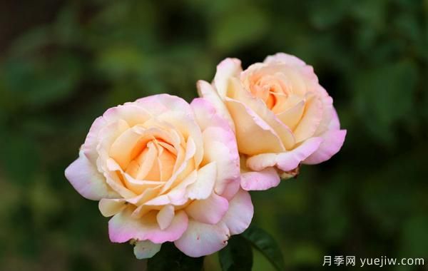 多色树状月季的管理六要素(图1) 多色树状月季的管理六要素(图1)