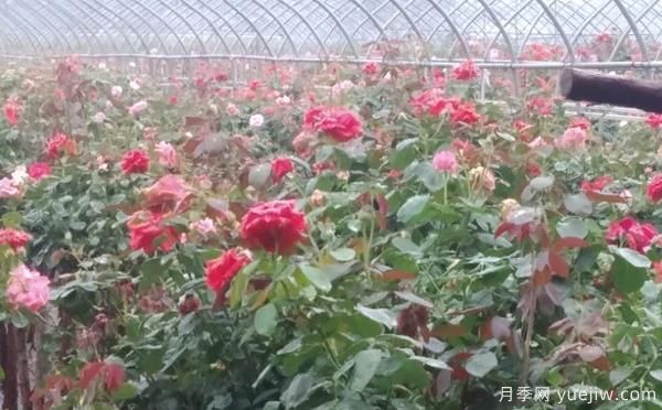 树状月季的具体养殖办法，月季基地来介绍(图1)