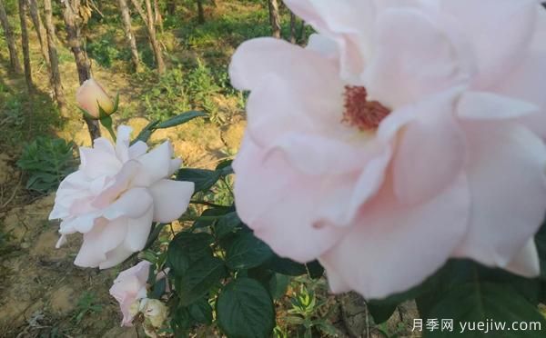 开封树状月季选购办法?以及它的嫁接办法(图1) 开封树状月季选购办法?以及它的嫁接办法(图1)