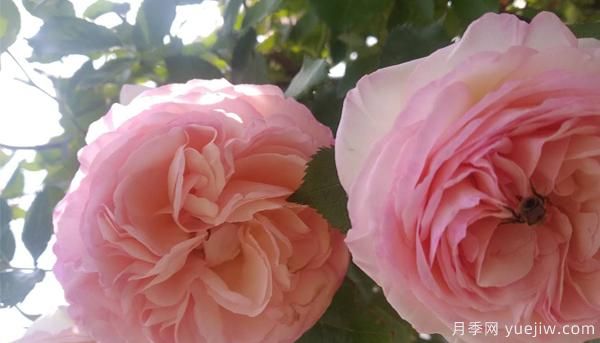 五月结束后,树状月季花修剪该注意什么呢(图1) 五月结束后,树状月季花修剪该注意什么呢(图1)