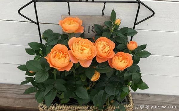 月季枯萎的其中一个原因，冻害也是一个因素(图1)