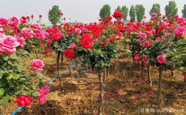 树状月季的养护、修剪以及光照养护小知识！(图1)
