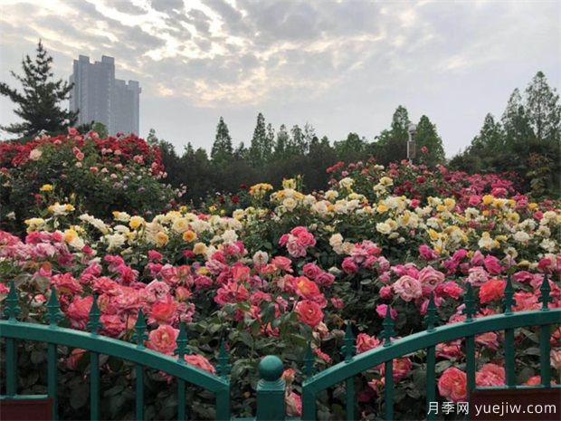 商丘养树状月季露天较好,上肥方式是怎样的呢?(图1) 商丘养树状月季露天较好,上肥方式是怎样的呢?(图1)