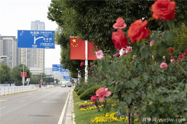 昆明上千株月季俏立呈贡街头，与您共赴COP15盛会！(图1)