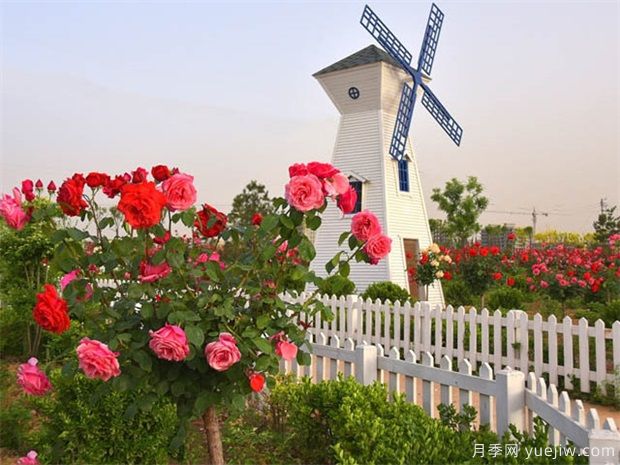 月季花被大量种植在绿化带，3个真实原因出乎意料(图1)