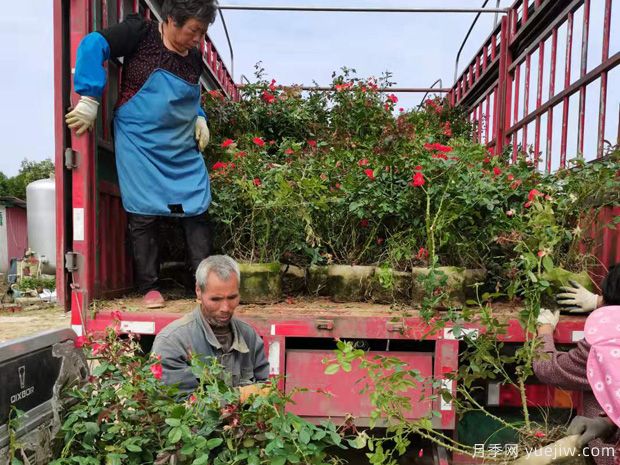 月季网三年生北京红月季装车发货(图2)