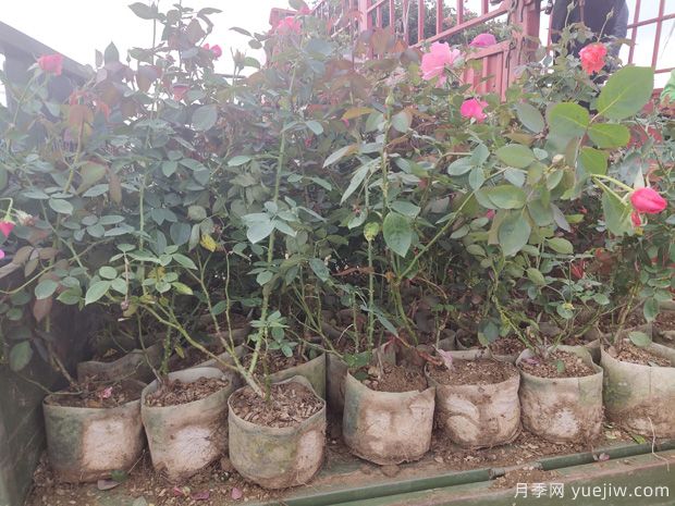 大钵粉扇月季,50厘米高度盆栽月季(图2) 大钵粉扇月季,50厘米高度盆栽月季(图2)