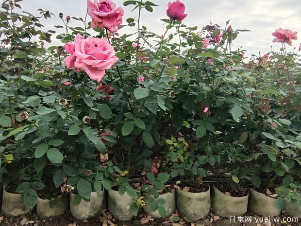 大钵粉扇月季,50厘米高度盆栽月季(图3) 大钵粉扇月季,50厘米高度盆栽月季(图3)