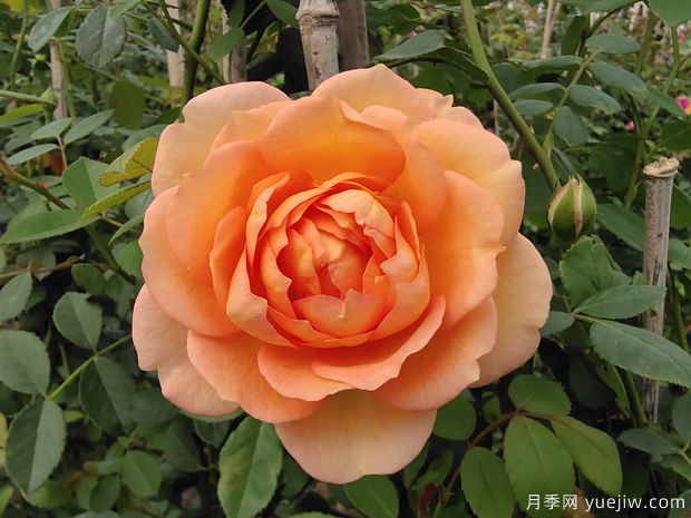 适合做月季拱门的5种月季，好养抗病又勤花(图3)